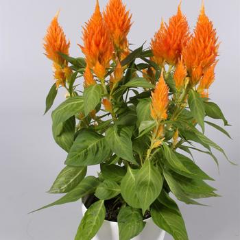 Celosia argentea 'Floriosa Orange'