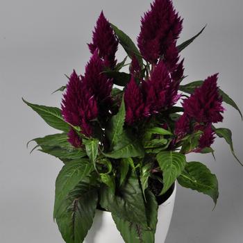 Celosia argentea 'Floriosa Purple' 