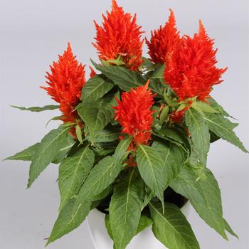 Celosia argentea 'Floriosa Red' 