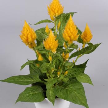 Celosia argentea 'Floriosa Yellow' 