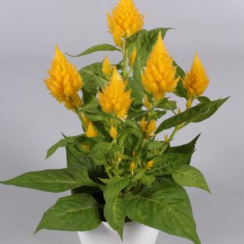 Celosia argentea 'Floriosa Yellow'