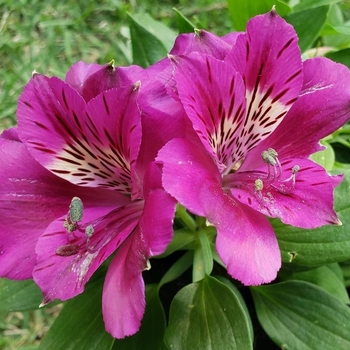 Alstroemeria 'Zapritama' 