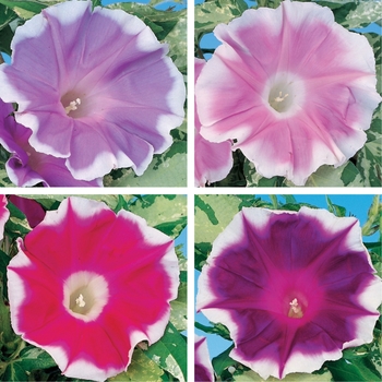 Ipomoea 'Celestial Mix' 