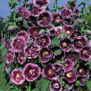 Alcea rosea 'Creme de Cassis' 