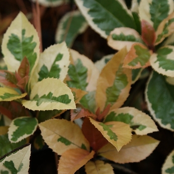 Ardisia japonica 'Hakuokan' 