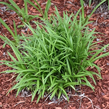 Liriope muscari 'Emerald Goddess®' 