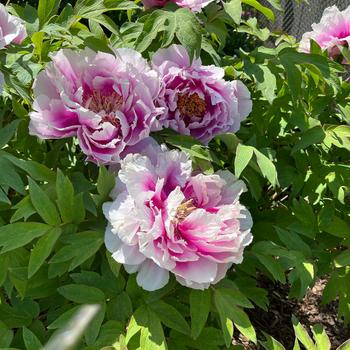 Paeonia suffruticosa 'Ian bao shi' 