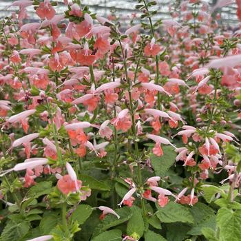 Salvia coccinea 'Coral Nymph'