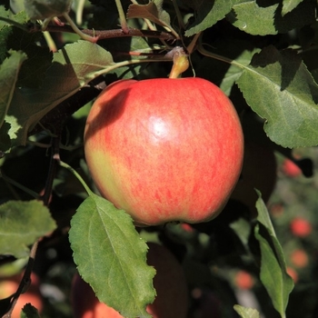 Malus domestica 'Ambrosia' 