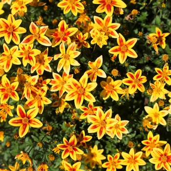 Bidens ferulifolia 'Yellow Charm™' 