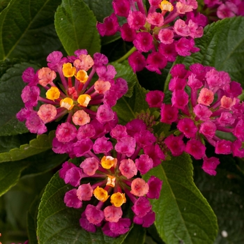 Lantana camara 'Compact Pink Opal' 