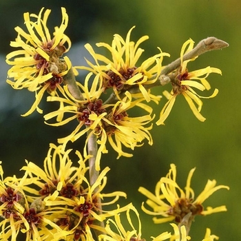 Hamamelis mollis 'Pallida' 