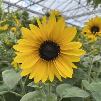 Helianthus annuus Sunfinity® Yellow Dark Center