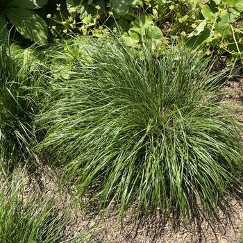 Pennisetum alopecuroides 'Piglet' 