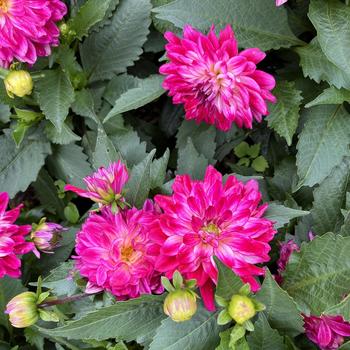 Dahlia 'Raspberry Ice' 