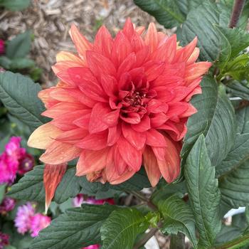 Dahlia 'Mrs. Eileen'