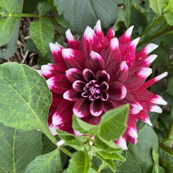 Dahlia 'Mystery Day' 