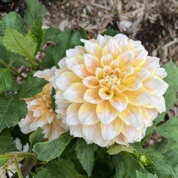 Dahlia 'Seattle'