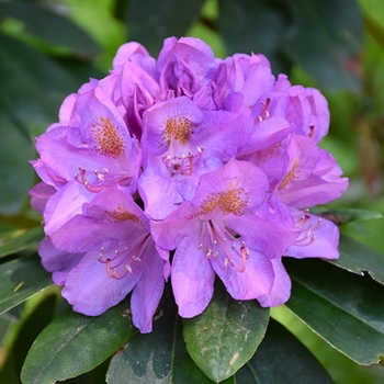 Rhododendron catawbiense 'Grandiflorum' 