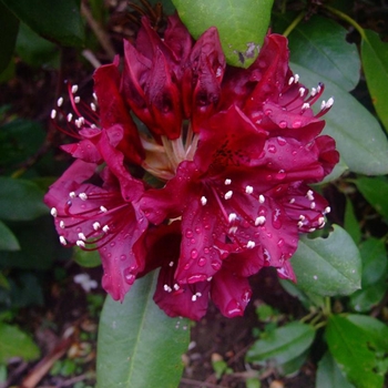 Rhododendron 'Dark Lord' 