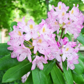 Rhododendron maximum 'Roseum' 