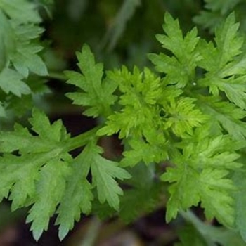 Artemisia lactiflora 'Guizho' 