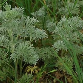 Artemisia abrotanum