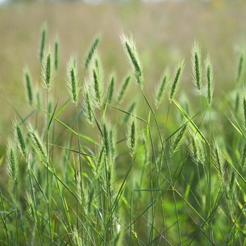 Elymus virginicus