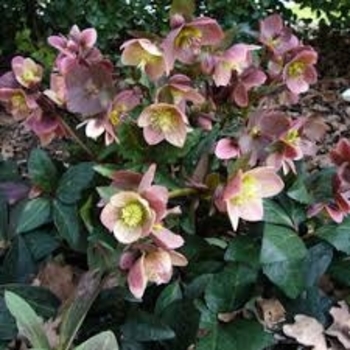 Helleborus 'Camelot' PP23772