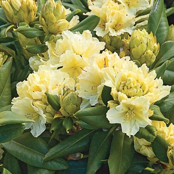 Rhododendron David Leach hybrid 'Capistrano' 