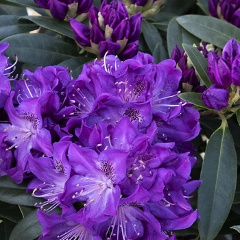 Rhododendron 'Florence Parks' 