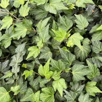 Hedera helix 'Shamrock' 