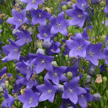 Platycodon grandiflorus 'Multiple Varieties' 