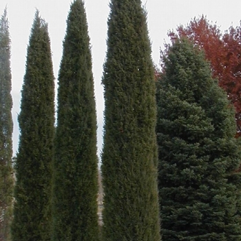 Juniperus virginiana 'Taylor' 