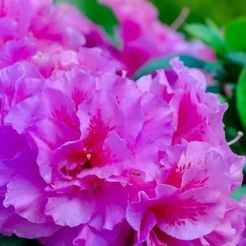 Rhododendron 'Prize' Azalea | Garden Center Marketing