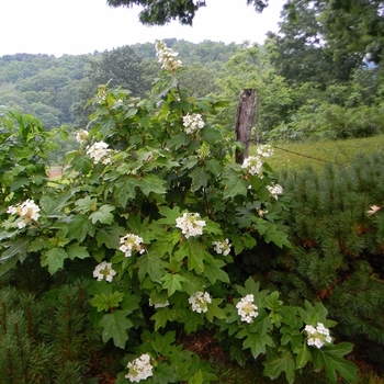 Hydrangea quercifolia 'Pee Wee' 