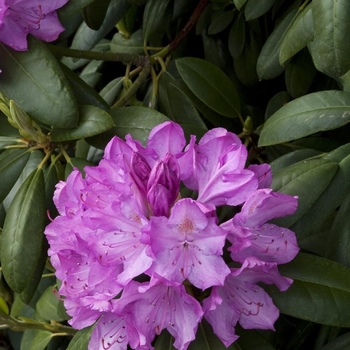Rhododendron 'English Roseum' 