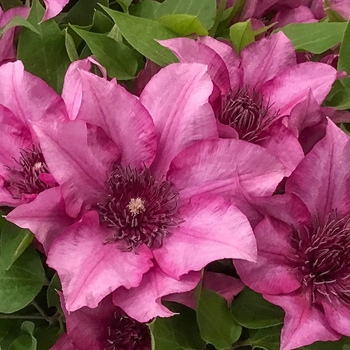 Clematis 'Evipo115' 