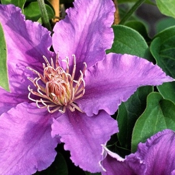 Clematis 'Evipo030' 