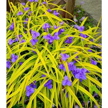 Tradescantia 'Multiple Varieties' 