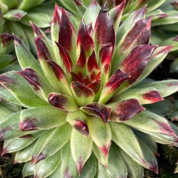 Sempervivum 'AppleTeaser™' 