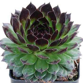 Sempervivum 'Appletini™' 