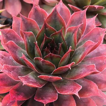 Sempervivum 'Autumn Apple™' 