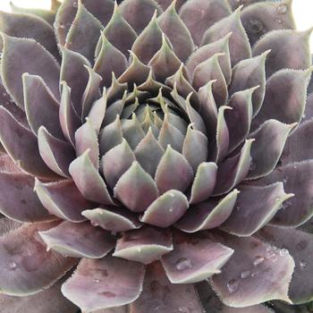 Sempervivum 'Berry Blues™' 