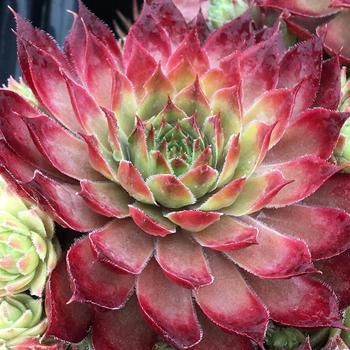 Sempervivum 'Butterscotch Baby™' 