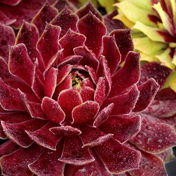 Sempervivum 'Candied Apple™' 