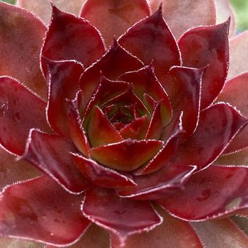 Sempervivum 'Cherries Jubilee™' 