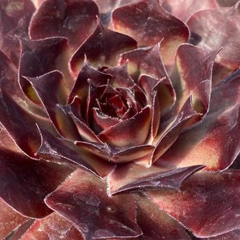 Sempervivum 'Choco Latte™' 