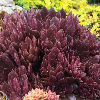 Sempervivum Chick Charms® 'Chocolate Kiss™'