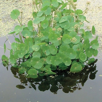 Hydrocotyle bonariensis